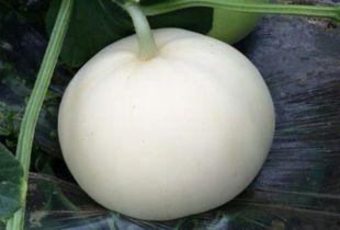 孕妇低吃梨瓜吗,孕妇低血糖能吃梨瓜吗？