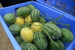 wx吃瓜群台州,一场关于本地趣事的网络狂欢