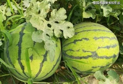 梦到在鲜瓜地里买瓜吃,一场鲜甜的梦境之旅