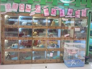 吃瓜宠物专营店,宠物美食新天地，尽享萌宠美味时光