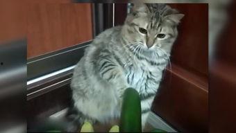 主人与小猫吃瓜,瓜香四溢的悠闲时光