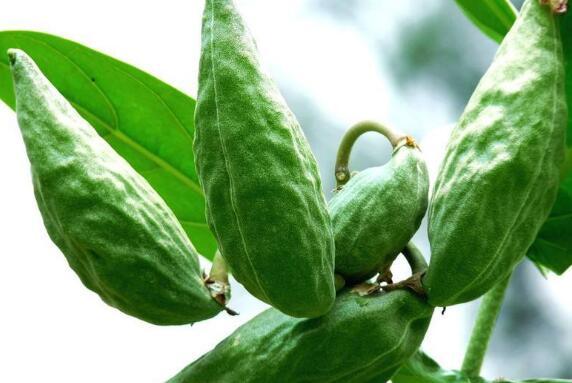 超市牛角瓜怎么吃,超市牛角瓜的多彩食法探索