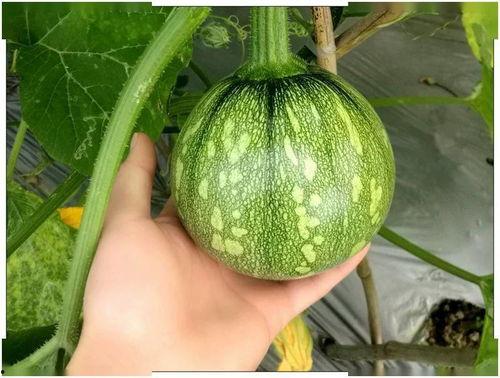 湖北利川来凤吃瓜,探寻特色吃瓜文化之旅