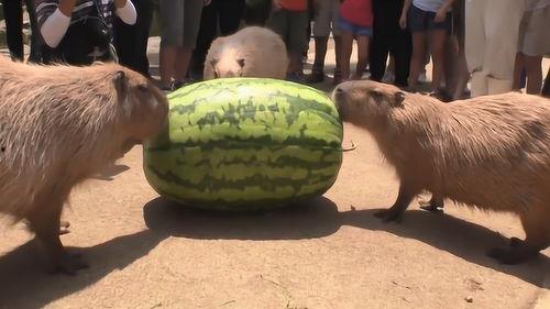 网友的吃瓜速度,娱乐圈最新动态一网打尽！