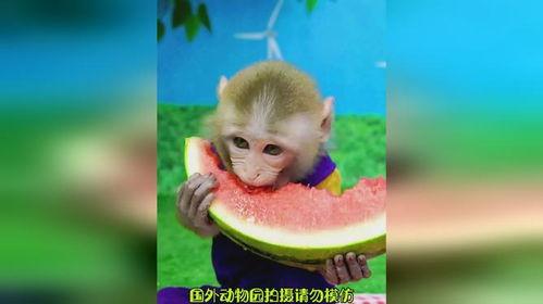 猴子吃瓜图,图解猴子吃瓜的欢乐瞬间