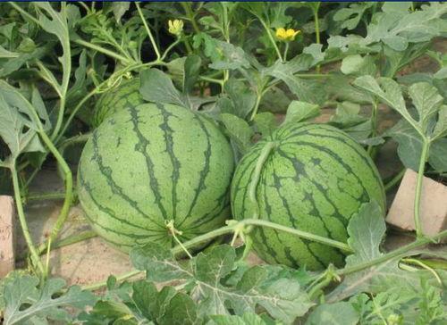 沂水吃瓜事件最近,一场网络热议背后的真相与反思